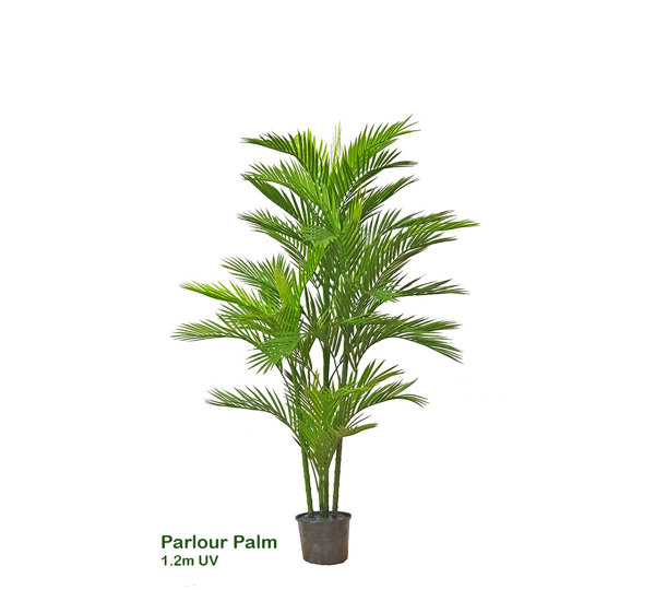 Parlour Palm UV 1.3m