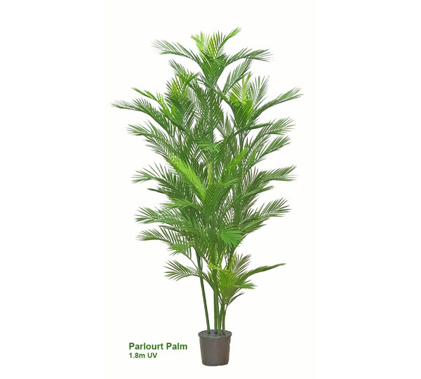 Parlour Palm UV 1.9m