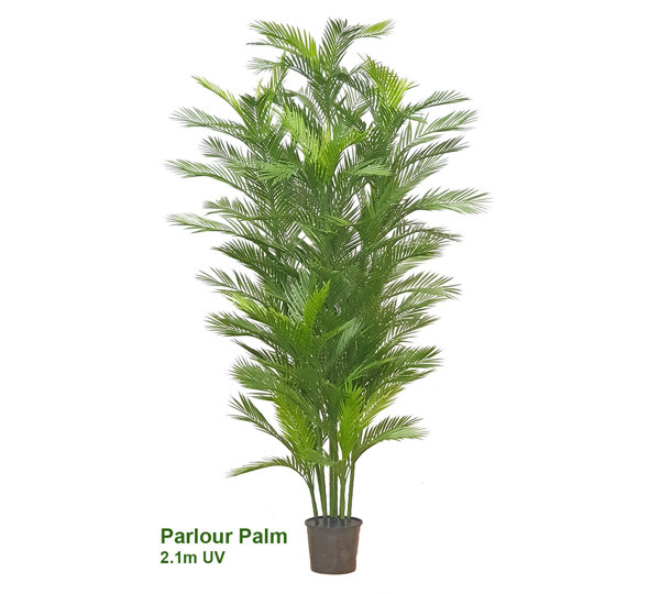 Parlour Palm UV 2.1m