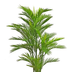 Parlour Palm UV 0.9m - artificial plants, flowers & trees - image 6
