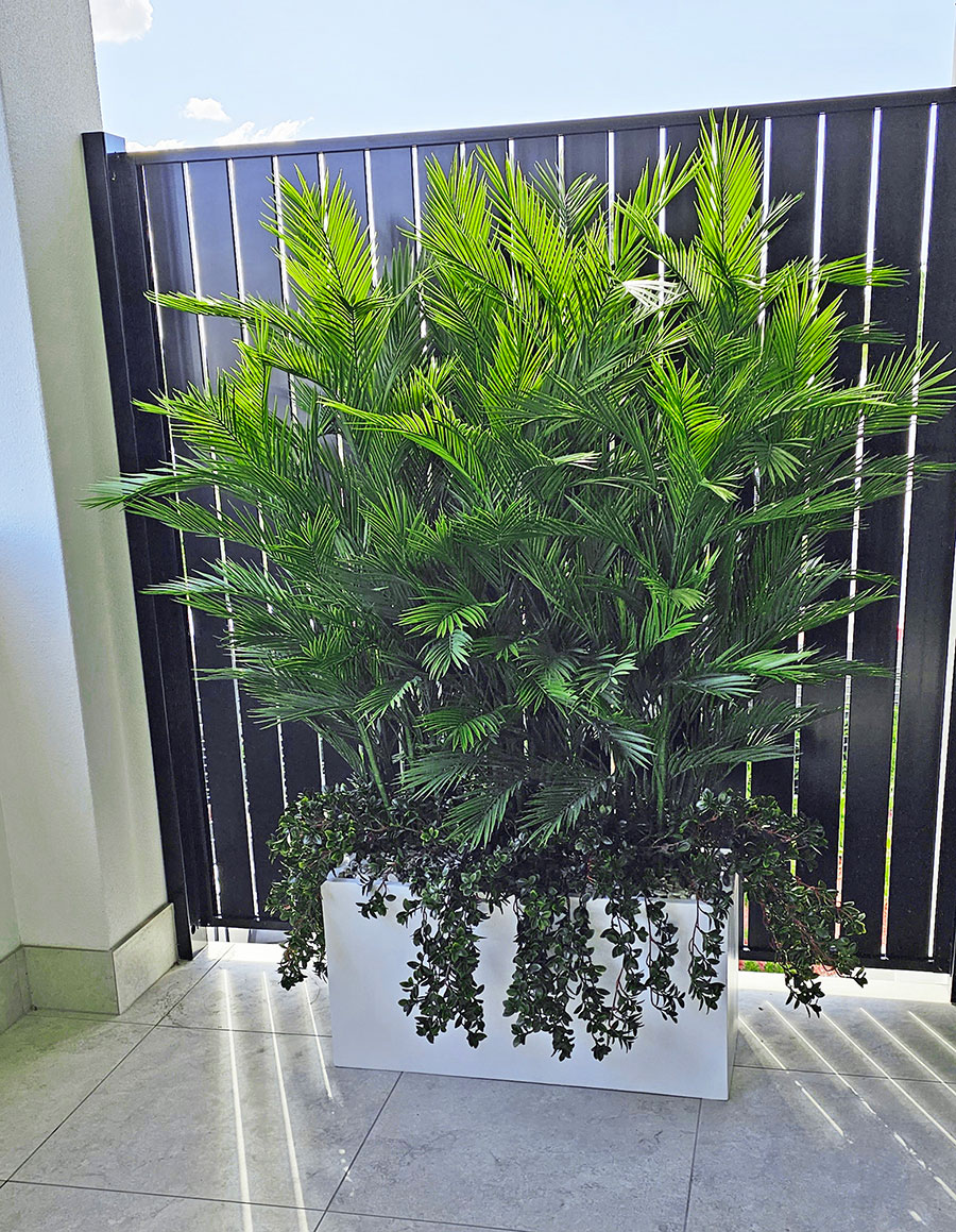 Trough Planters- with UV Parlour Palms 1.8m tall