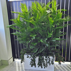 Trough Planters- with UV Parlour Palms 1.8m tall - artificial plants, flowers & trees - image 4