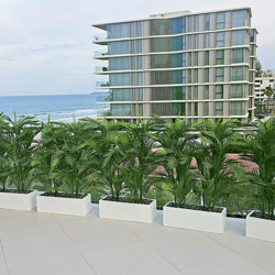 Trough Planters- with UV Parlour Palms 1.8m tall - artificial plants, flowers & trees - image 4