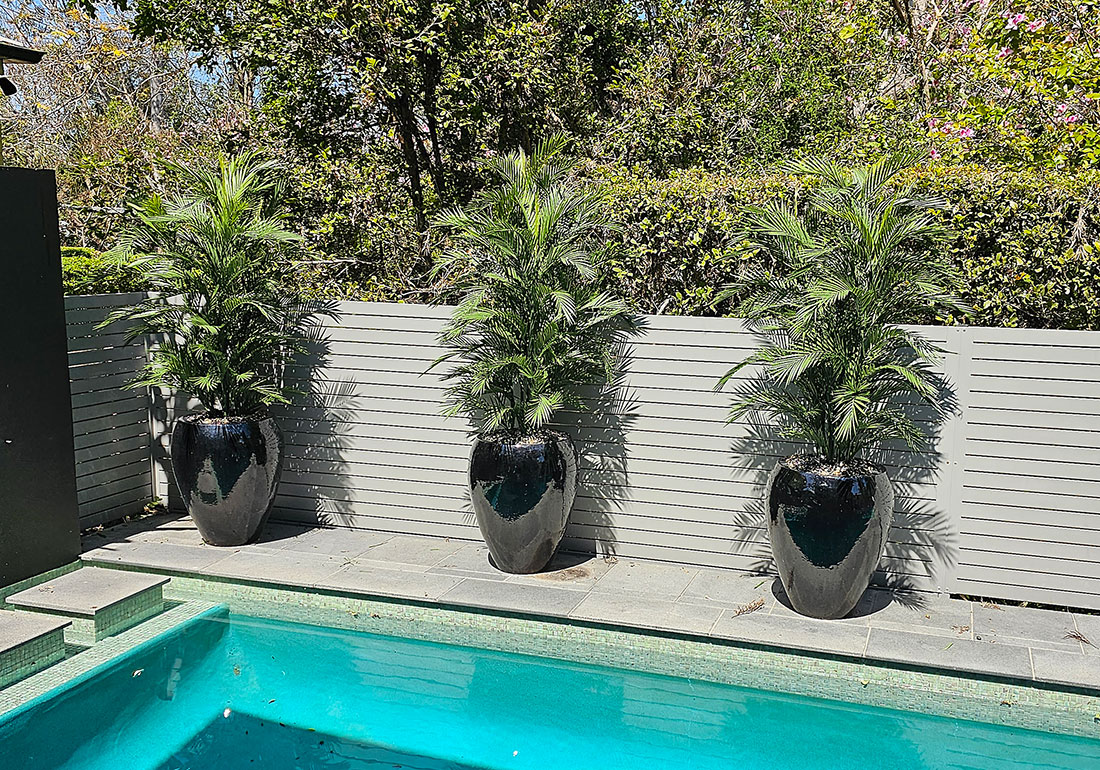Parlour Palm UV 1.9m