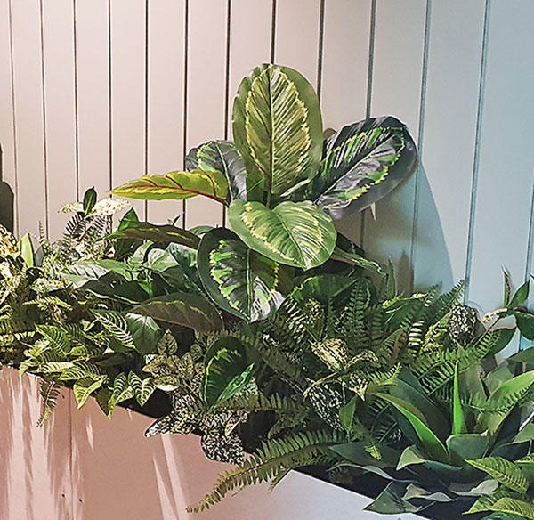 Calathea 'peacock' 70cm