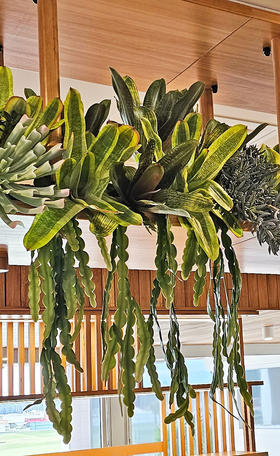 Bromeliad- light green in plastic pot  
