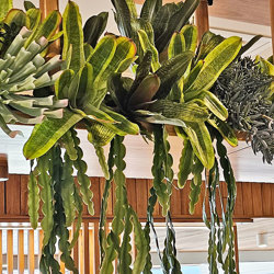 Bromeliad- light green in plastic pot   - artificial plants, flowers & trees - image 1
