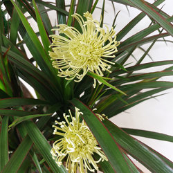 Flame Trees 1.5m - artificial plants, flowers & trees - image 1