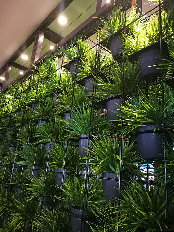 Green Plants in shelves as a room divider