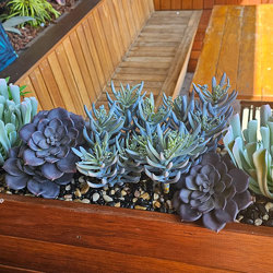 Succulent- Blue-Grey Seneco - artificial plants, flowers & trees - image 4