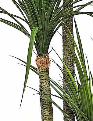 Ponytail Yucca 1.75m double stem-stem 