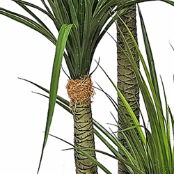 Ponytail Yucca 1.75m double stem-stem  - artificial plants, flowers & trees - image 2