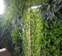 Before & After Shots..... Green-Walls 1