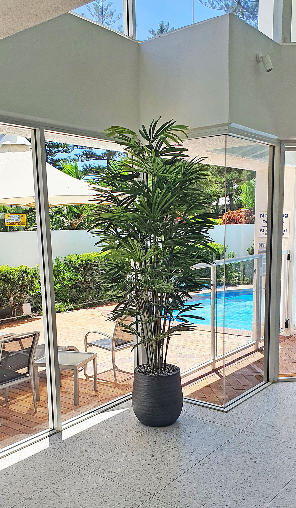 Rhapis Palms 2.1m