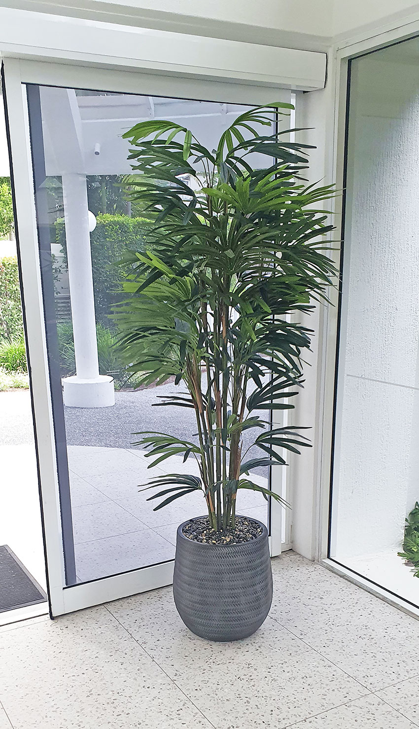 Rhapis Palms 1.8m
