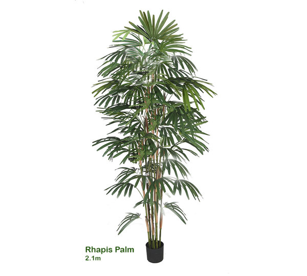 Rhapis Palms 2.1m