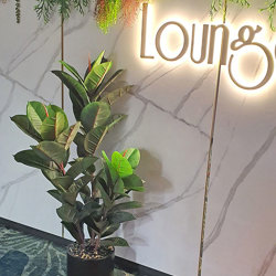 Rubber-Tree 1.6m - artificial plants, flowers & trees - image 2