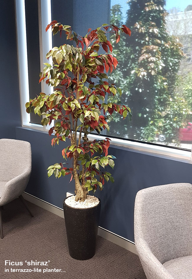 Office 'tambour' Planters...