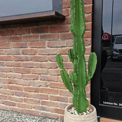 Cactii- San Pedro Cactus 1.2m - artificial plants, flowers & trees - image 5