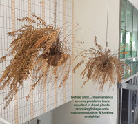 Before n After Shots..... Hanging-Baskets