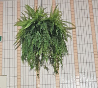 Artificial Plants thrive where live plants fail!