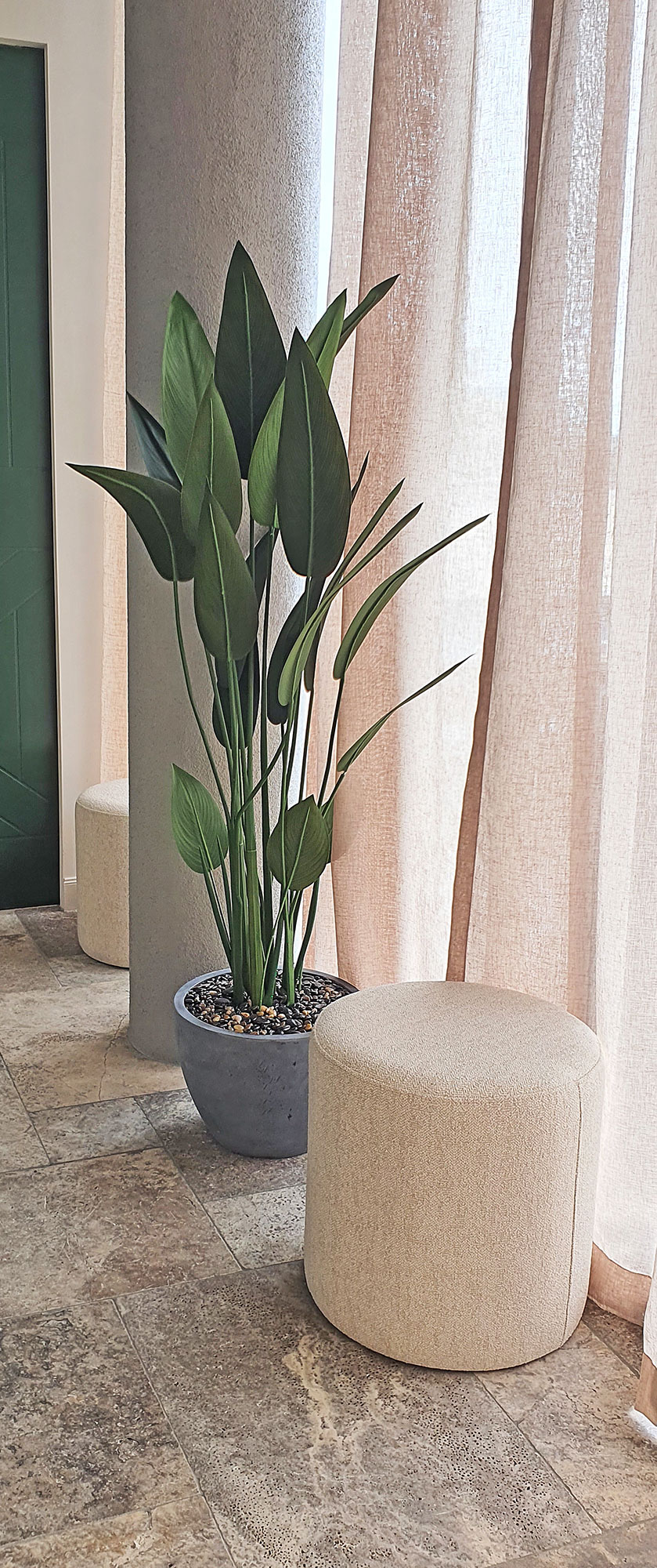 Bird of Paradise Plant 1.6m