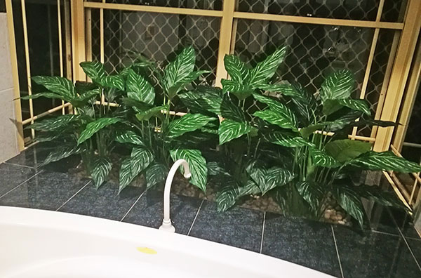 Silver Princess Plant 1.2m