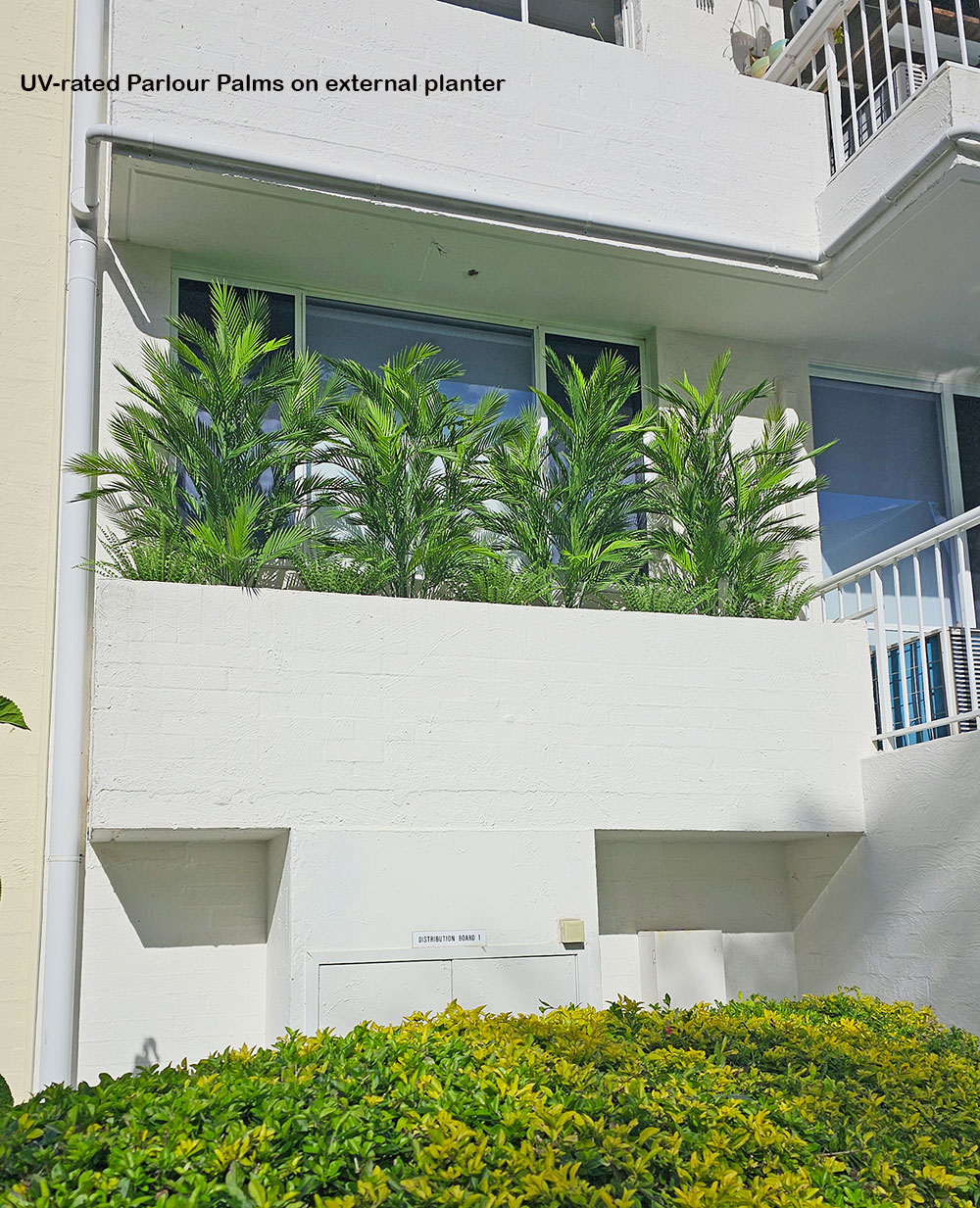 Parlour Palm UV 1.9m