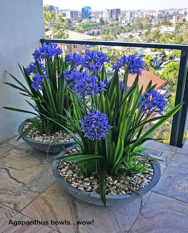 Colour & Greenery brighten-up penthouse balcony