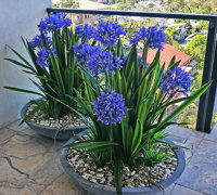 Colour & Greenery brighten-up penthouse balcony