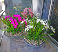 Colour & Greenery brighten-up penthouse balcony