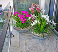 Colour & Greenery brighten-up penthouse balcony