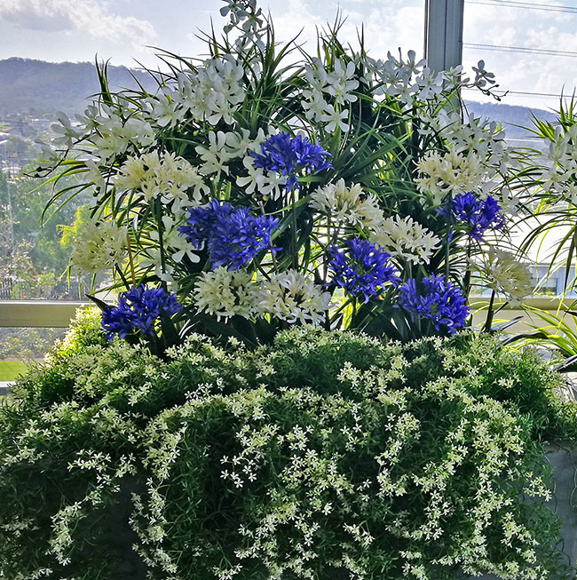 Colour & Greenery brighten-up penthouse balcony