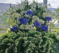 Colour & Greenery brighten-up penthouse balcony