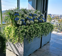 Colour & Greenery brighten-up penthouse balcony