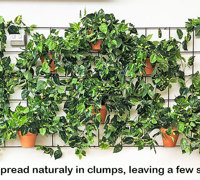 Simple 'Greenification' of Bar area using Vines on wall...