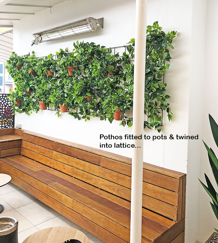 Simple 'Greenification' of Bar area using Vines on wall...