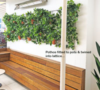 Simple 'Greenification' of Bar area using Vines on wall...