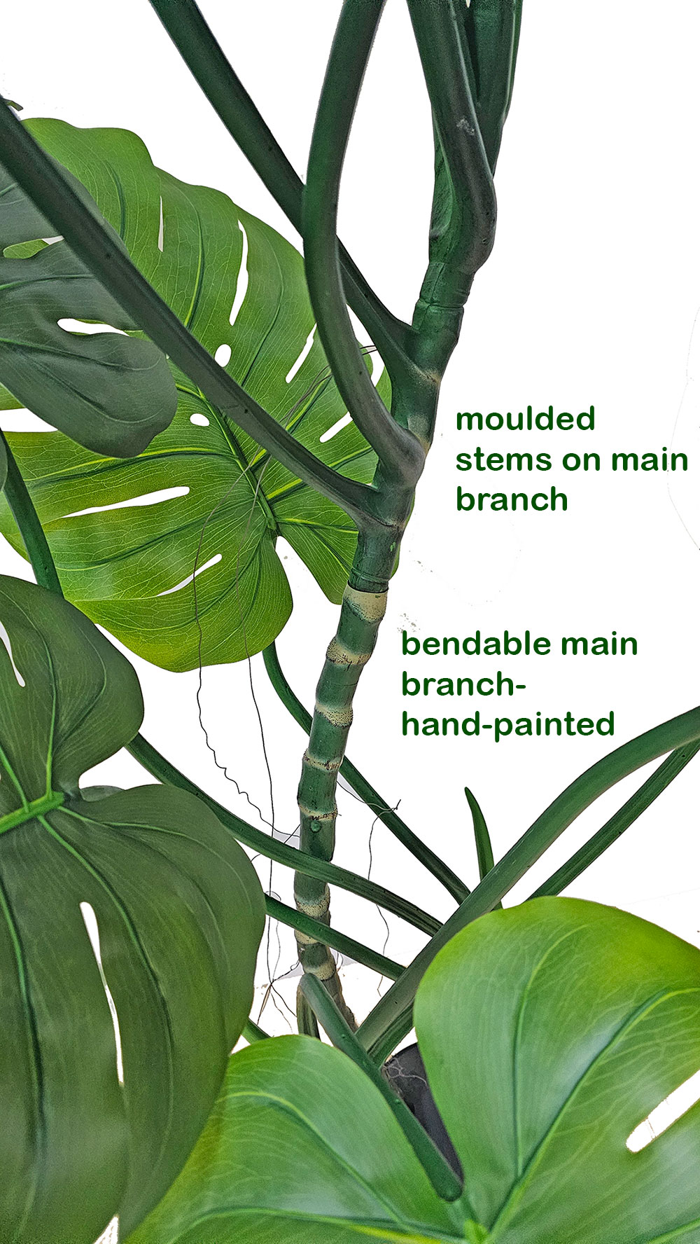 Swiss Cheese Plant [Monstera] 1m 