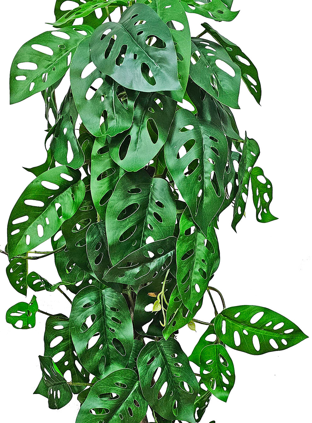 Swiss Cheese Plant Totem 1.2m 