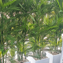 Parlour Palm UV 1.9m - artificial plants, flowers & trees - image 6