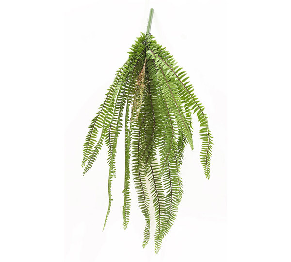 Fish-bone Fern- large UV