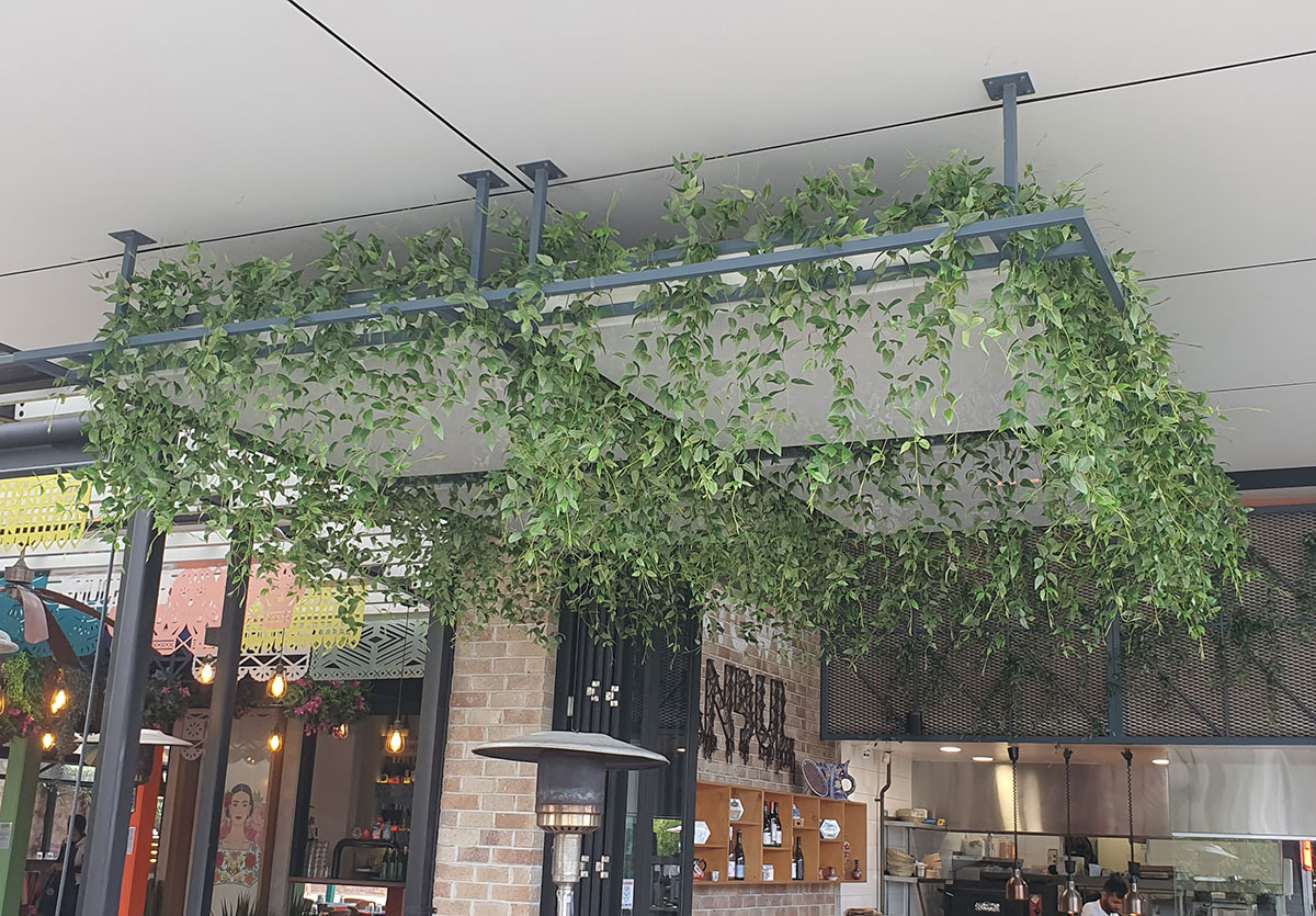 Trailing Clematis Plant