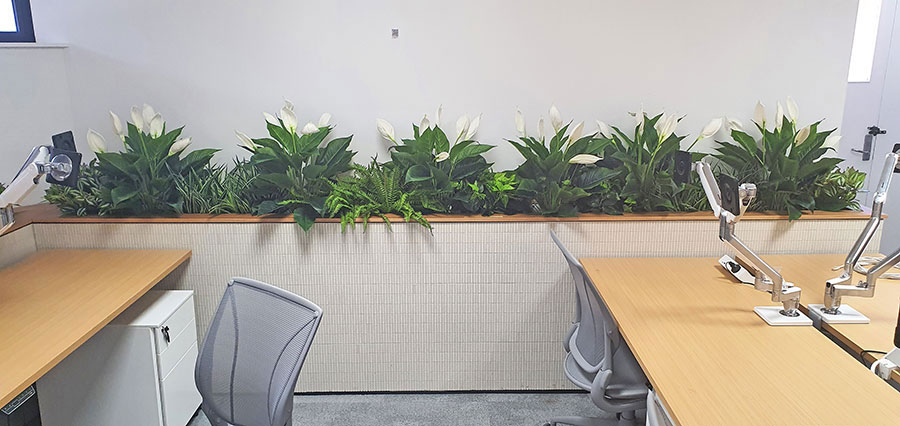 New offices with a green shine...