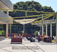 Full-Sun artificial Vines in exposed office complex courtyard...