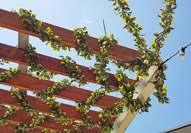 Full-Sun artificial Vines in exposed office complex courtyard...