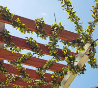 Full-Sun artificial Vines in exposed office complex courtyard...