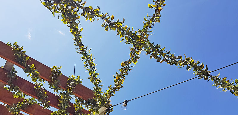 Full-Sun artificial Vines in exposed office complex courtyard...