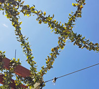 Full-Sun artificial Vines in exposed office complex courtyard...