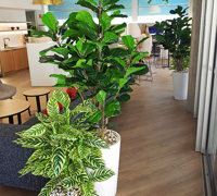 Green accents help unify adjacent office spaces...